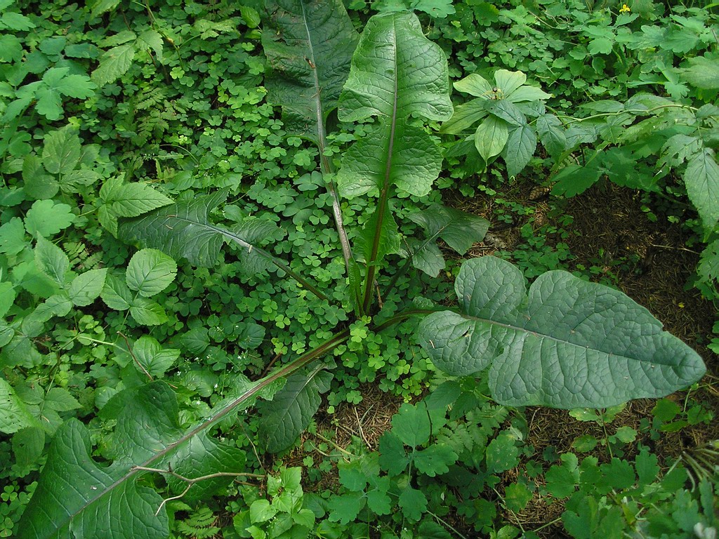 Изображение особи Lactuca biennis.