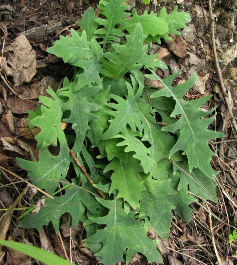 Изображение особи Youngia tenuifolia.