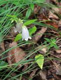 Campanula punctata. Цветущее растение. Приморье, Сихотэ-Алинский заповедник, бухта Удобная, дубовый лес. 07.08.2012.