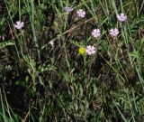 Lychnis sibirica. Цветущие растения. Иркутская обл., Иркутский р-н, окр. пос. Боково, луг на левом берегу р. Ангара. 10.06.2014.