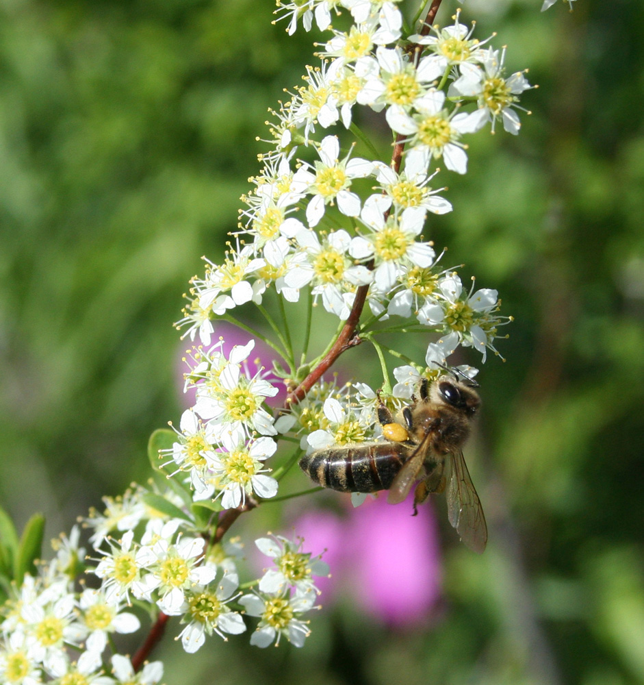 Изображение особи Spiraea hypericifolia.