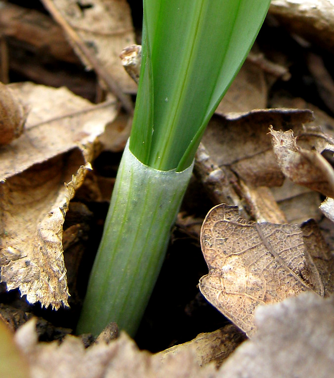 Изображение особи Galanthus plicatus.