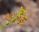 Cleome arabica