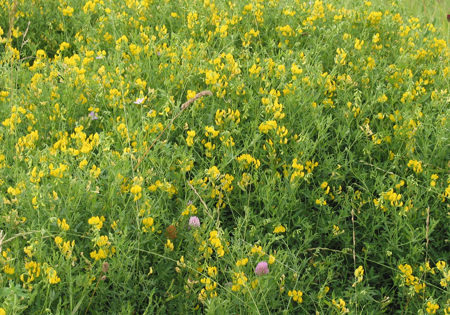 Изображение особи Lathyrus pratensis.