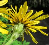 Crepis sibirica. Соцветие (вид со стороны обертки). Архангельская обл., Вельский р-н, окр. пос. Усть-Шоноша, обочина лесной дороги. 12.07.2011.