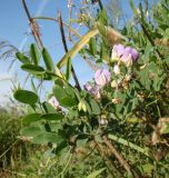 Lathyrus incurvus