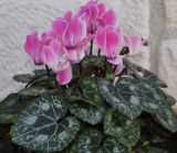 род Cyclamen