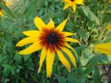 Rudbeckia hirta. Соцветие. Республика Мордовия, г. Саранск, Пролетарский р-н, ул. Пушкина, цветник около жилого дома. 27 июля 2015 г.