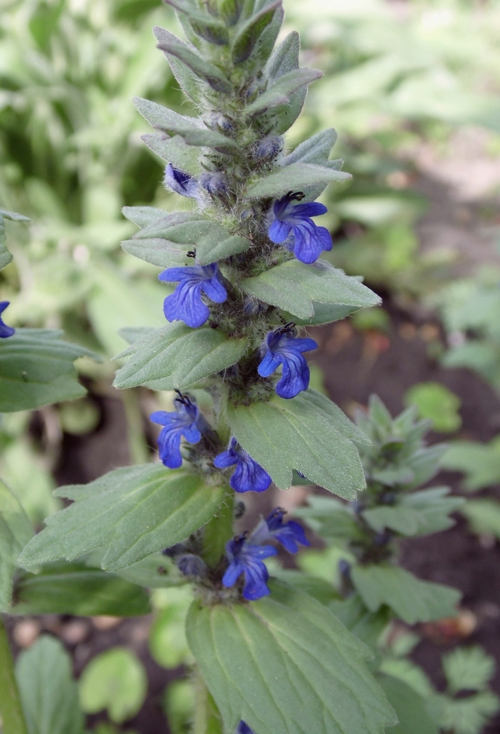 Изображение особи Ajuga genevensis.