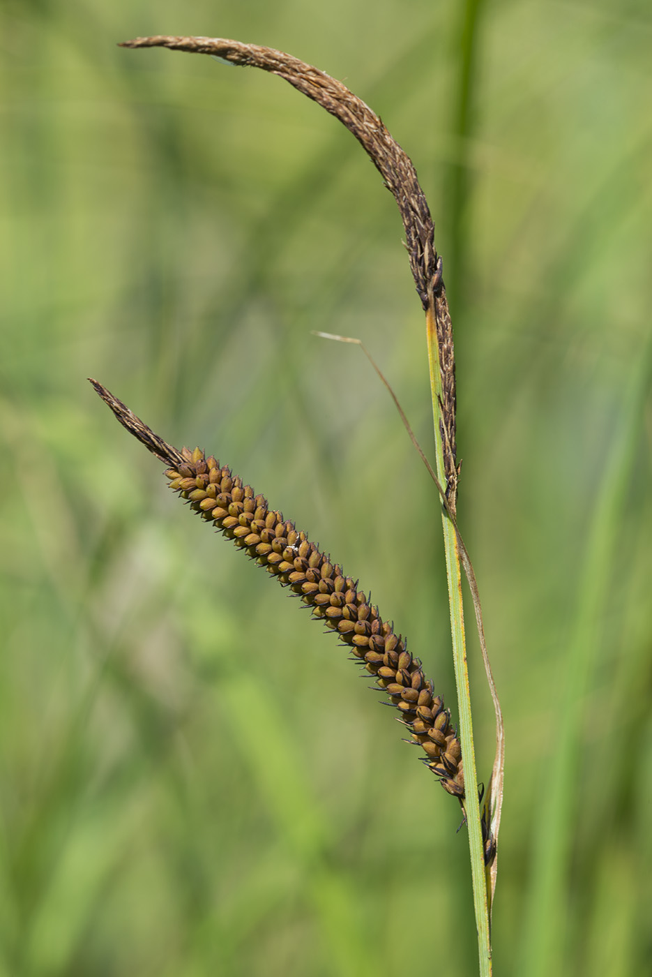 Изображение особи Carex acuta.