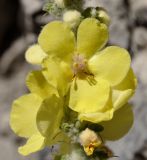 род Verbascum