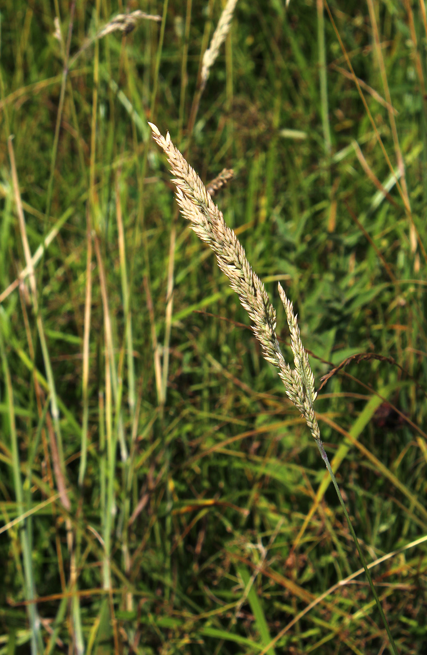 Изображение особи Holcus lanatus.