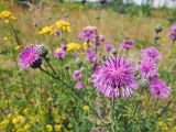 Centaurea scabiosa