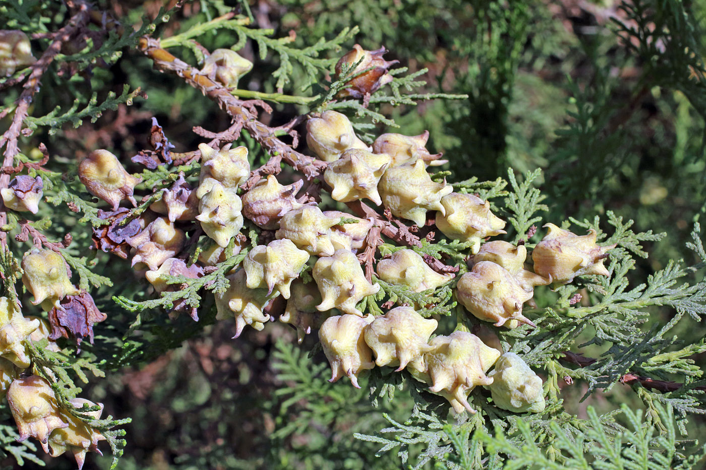 Изображение особи Platycladus orientalis.