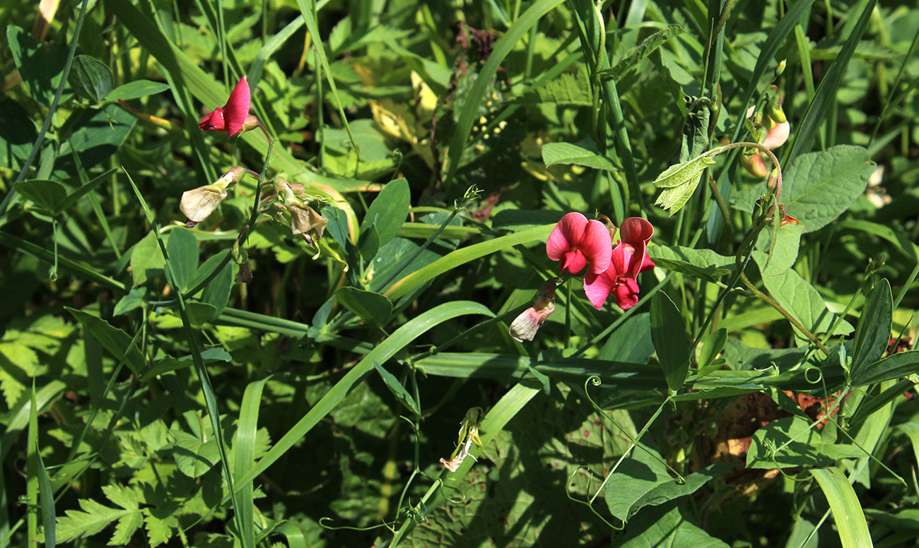 Изображение особи Lathyrus miniatus.