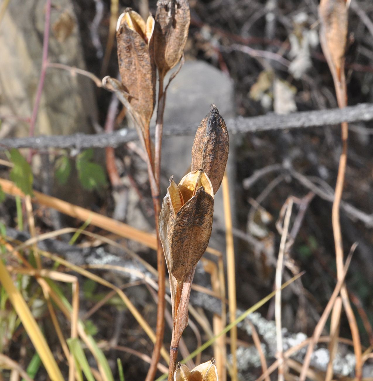Изображение особи семейство Iridaceae.