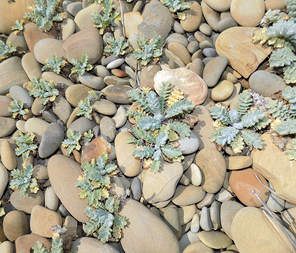 Image of Glaucium flavum specimen.