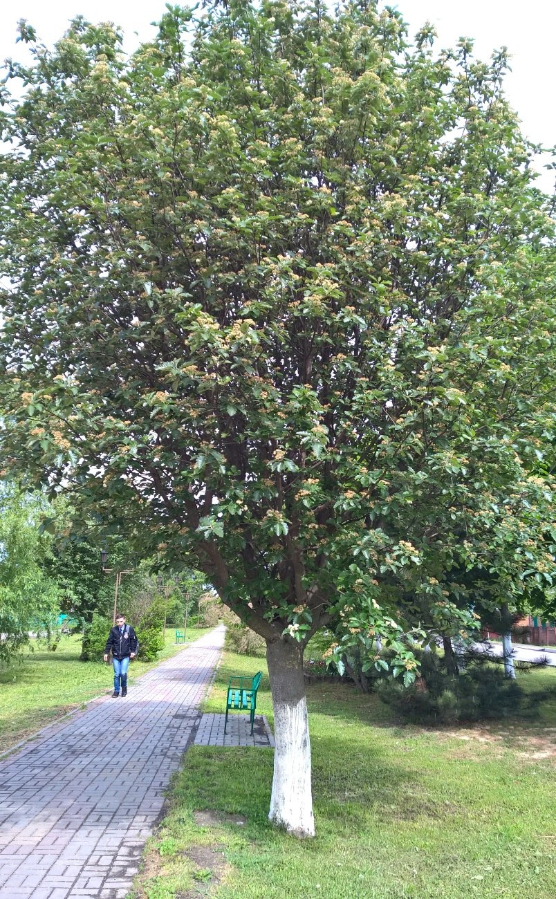 Изображение особи Sorbus intermedia.