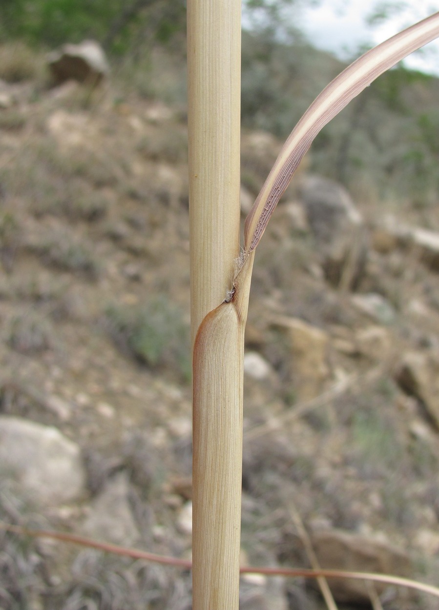 Image of Erianthus ravennae specimen.
