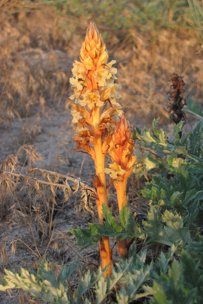 Изображение особи Orobanche centaurina.