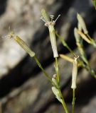 Silene alexandrae