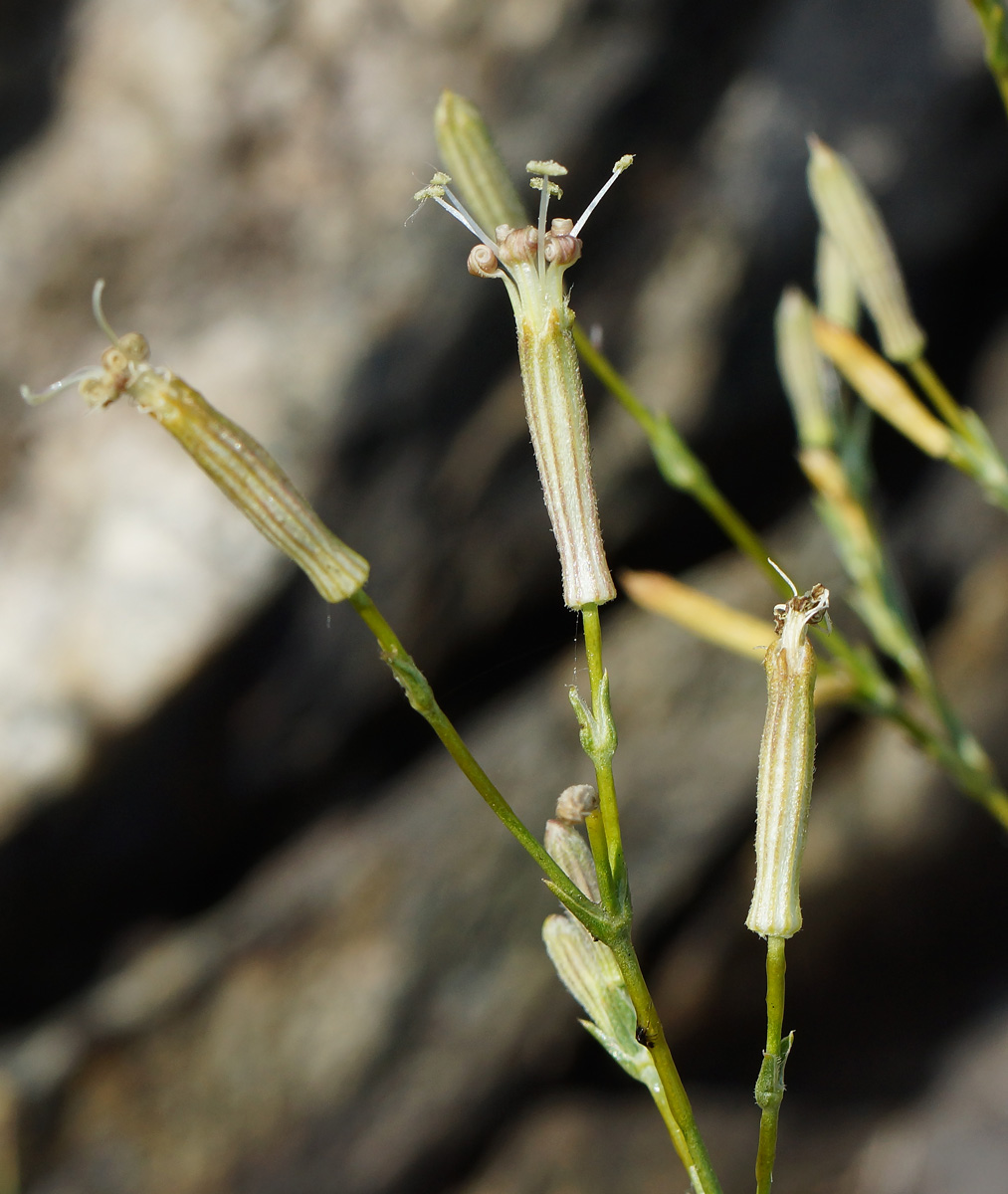 Изображение особи Silene alexandrae.