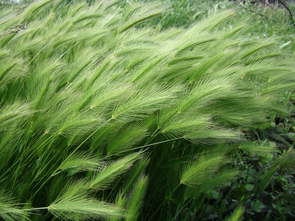 Изображение особи Hordeum geniculatum.