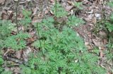 Physospermum cornubiense. Вегетирующее растение. Грузия, нижняя часть Боржоми-Харагаульского национального парка, смешанный лес. 24.05.2018.