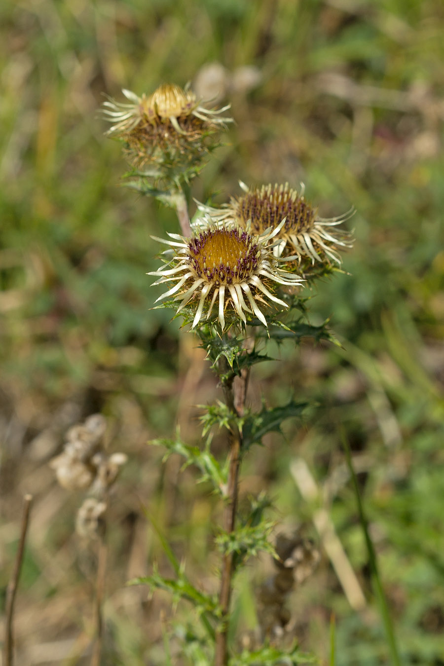 Изображение особи Carlina vulgaris.