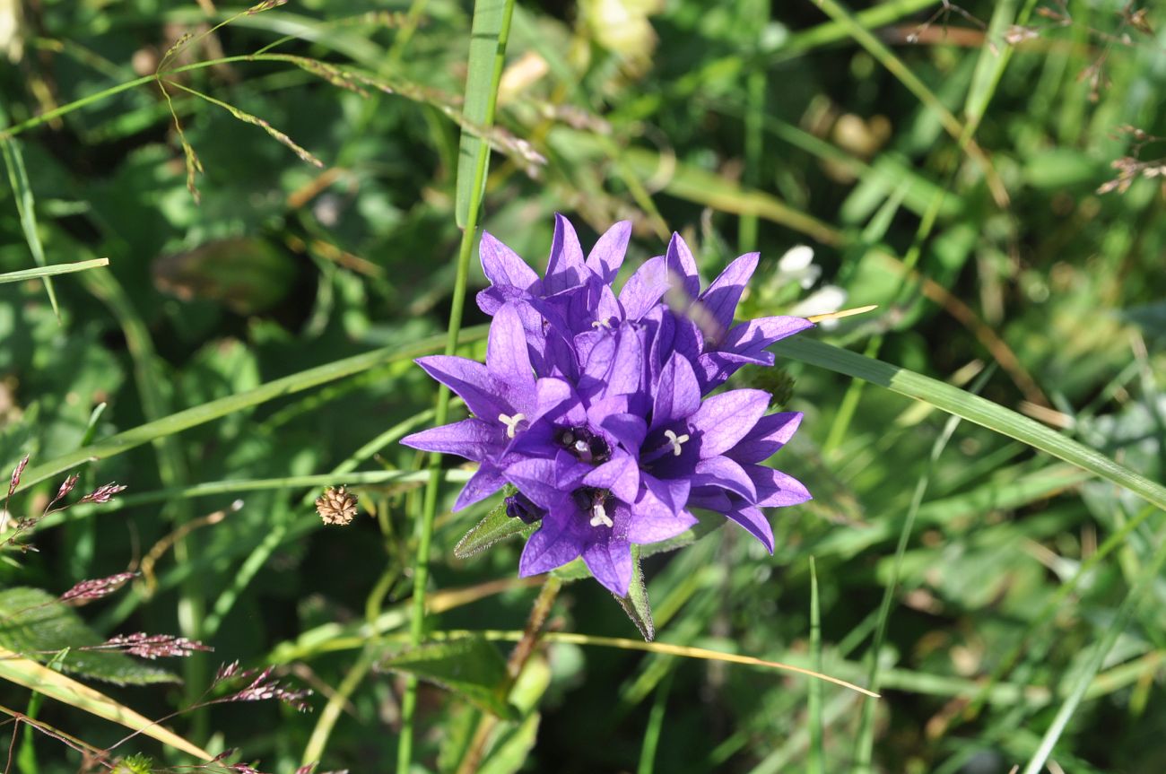 Изображение особи Campanula trautvetteri.