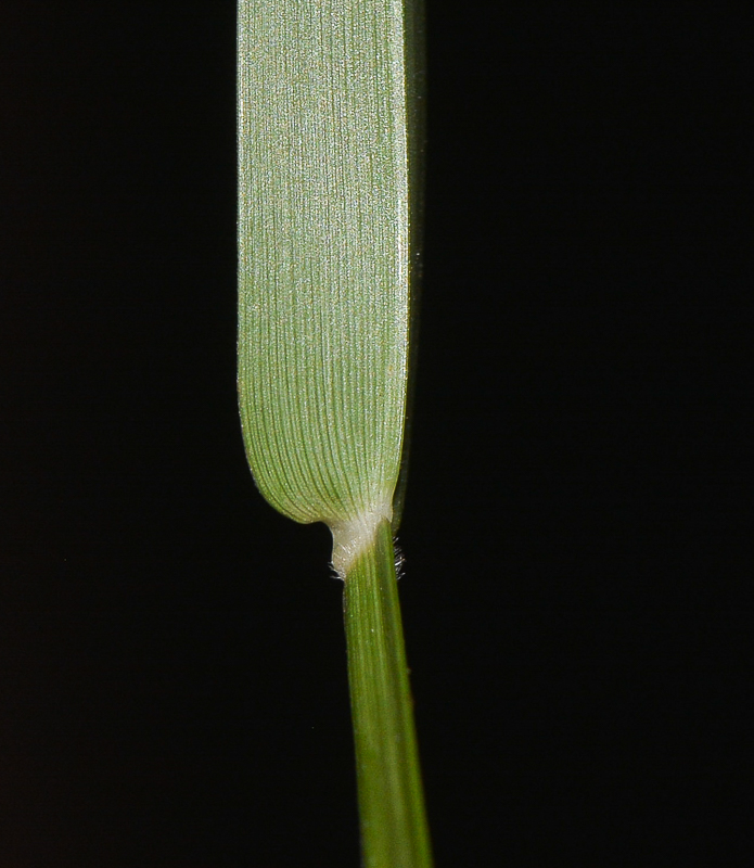 Image of Stenotaphrum dimidiatum specimen.