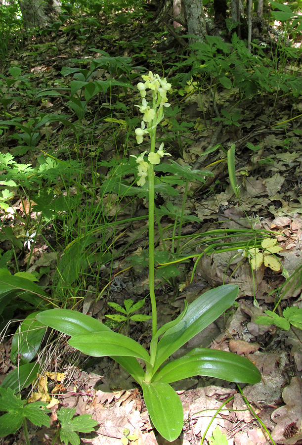 Изображение особи Orchis pallens.