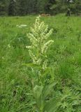 Veratrum lobelianum