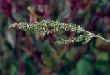 Echinochloa crus-galli