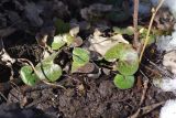 Asarum europaeum. Перезимовавшие листья. Санкт-Петербург, Пушкинский р-н, Павловск, парк \"Александрова дача\", под кустами Sorbaria sorbifolia. 21.03.2019.