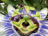 Passiflora caerulea