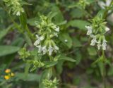 Stachys annua