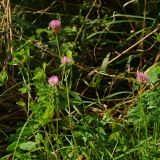 Trifolium pratense