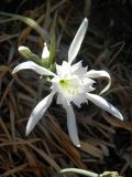 Pancratium maritimum. Цветок. Греция, Эгейское море, о. Крит, песчаный берег. 17.09.2014.