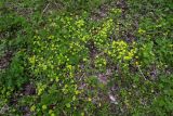 Chrysosplenium alternifolium