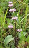 Phlomoides pratensis. Цветущее растение. Юго-восточный Казахстан, хр. Кетмень, 6 августа 2007 г.