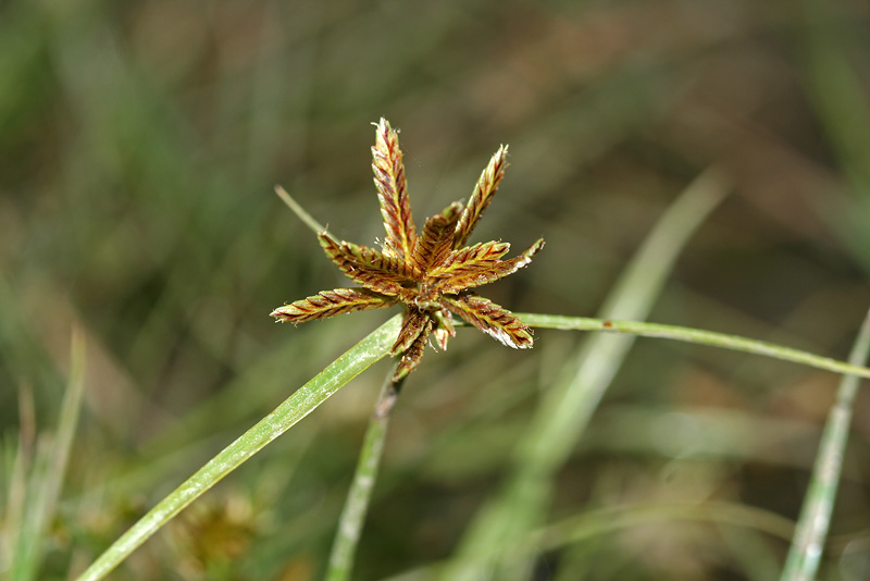 Изображение особи Cyperus glaber.