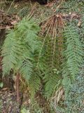 Polystichum setiferum. Спороносящее растение. Краснодарский край, Сочи, окр. мкр-на Мацеста, Сочинский нац. парк, Агурское ущелье, скальная стенка. 24.01.2015.