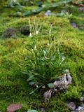 Cardamine bellidifolia. Цветущее и плодоносящее растение. Кольский п-ов, Хибины, цирк к северо-западу от оз. Малый Вудъявр. 12.08.2010.