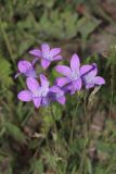 Campanula patula. Цветки. Томская обл., Томский р-н, окр. с. Аркашево, разнотравный луг. 06.07.2023.