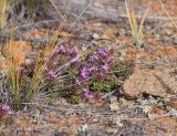 Thymus baicalensis