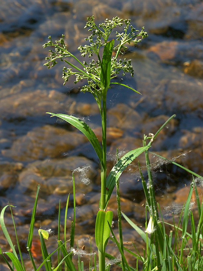 Изображение особи Scirpus radicans.