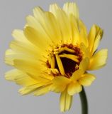 Calendula officinalis