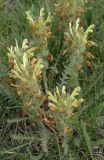 Pedicularis songarica