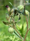 Nonea rossica